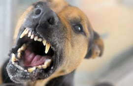 tambien-los-perros-pueden-tener-mal-aliento-y-existen-maneras-de-evitarlo--15344000000-1835457.jpeg