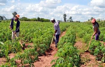 varios-productores-trabajan-en-la-limpieza-de-una-parcela-de-mandioca-en-la-colonia-defensores-del-chaco-distrito-de-san-estanislao--201055000000-1532137.jpg