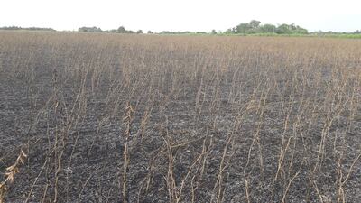 Sintierras quemaron esta tarde unas 10 hectáreas de soja que se encontraba en proceso de cosecha.