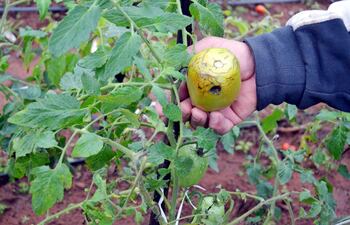 los-tomates-se-pierden-en-gran-parte-ya-en-las-plantas-antes-de-madurar-a-raiz-de-las-lluvias-muy-abundantes-los-productores-estan-mas-que-preocupa-212732000000-1594381.jpg