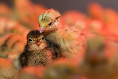 Las codornices aman restregarse en la arena. Pero no use tierra fertilizada para darles ese gusto, ya que parásitos y gusanos podrían propagarse en la jaula.