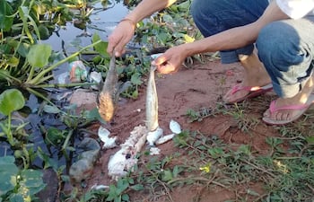 un-vecino-muestra-los-peces-muertos-que-aparecieron-en-la-laguna-pyt--194149000000-1759930.jpg