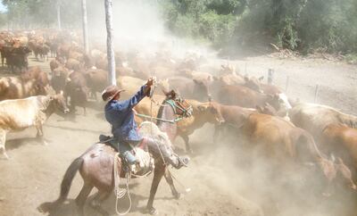 En el sector productivo se espera que la recuperación  del precio del ganado alcance los niveles de rentabilidad de años atrás.