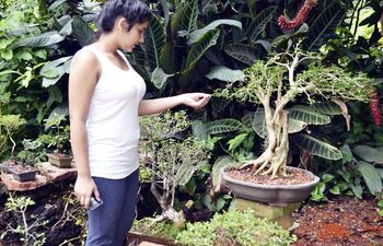 la-expoferia-bonsai-del-vivero-paraneg-de-villa-elisa-atrae-a-mucha-gente--195426000000-1313621.jpg