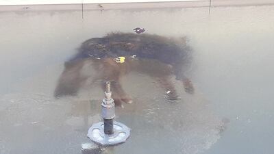 Fotografía de archivo personal tomada por el periodista Dilver Soria que muestra a un perro congelado en una fuente en Potosí (Bolivia). Esta imagen, publicada por el diario Correo del Sur, desencadenó en redes sociales mensajes de conmoción por la situación de estos animales en las calles en Bolivia.