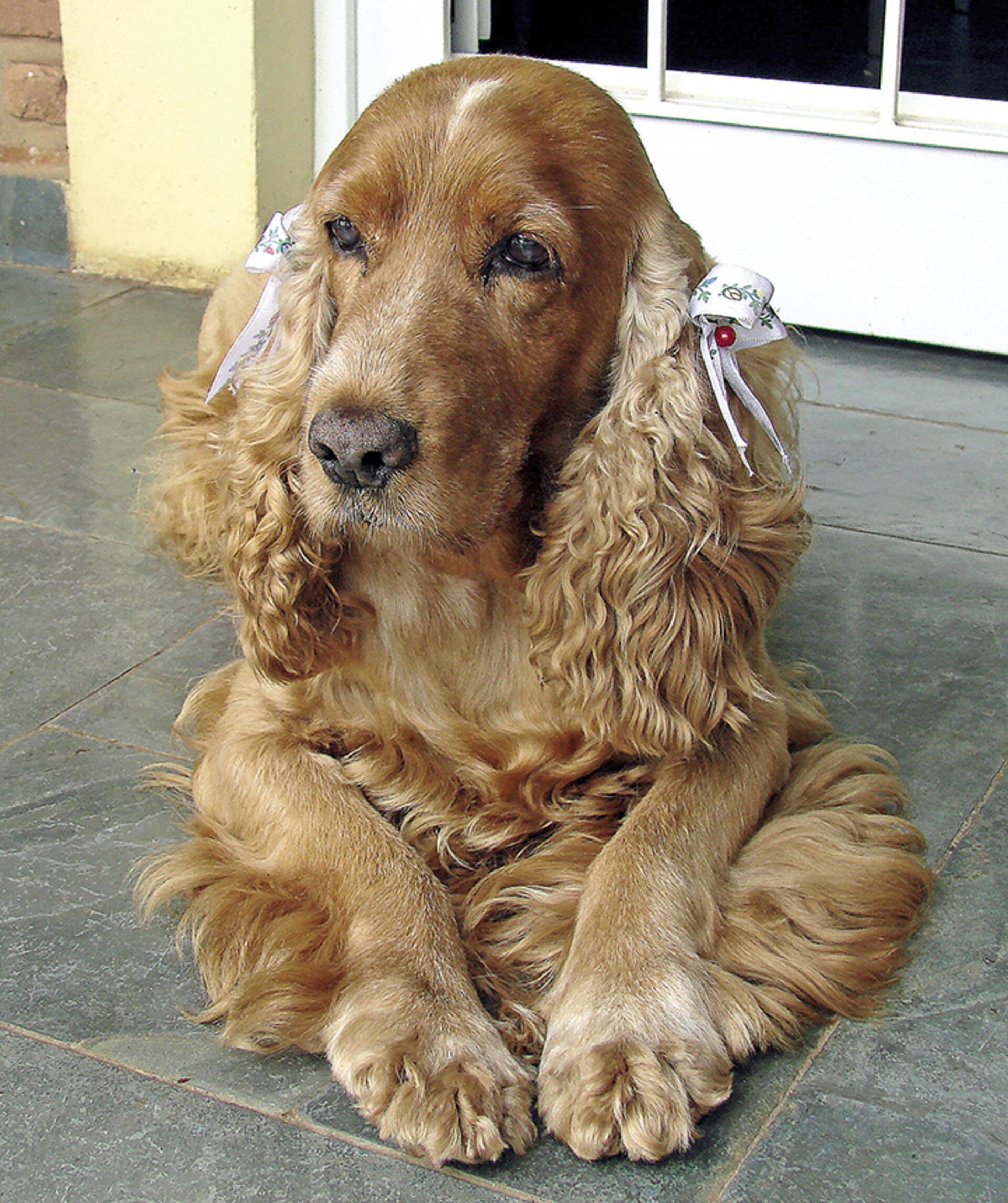cual es el corte de cachorro para un cocker spaniel