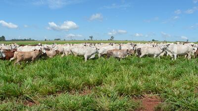 En producción bovina de leche existen pasturas como el tifton y otros muy apreciadas por los productores y que dan buenos resultados.