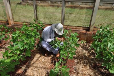 El trabajo que desarrollan los técnicos mejoradores para obtener una nueva variedad es minucioso y lleva años para que se concrete.