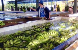 la-produccion-nacional-de-banana-esta-mejorando-en-calidad-con-el-mejor-manejo-poscosecha--200234000000-1805707.jpg