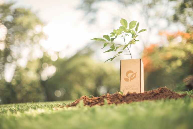 Las biournas ya están disponibles en nuestro país.