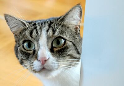 Si se quiere que el gato deje de mendigar ya antes del desayuno, no debería ser alimentado inmediatamente después de levantarse.