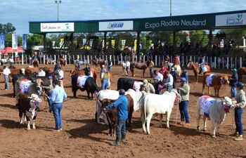 animales-premiados-en-el-ruedo-central-de-la-expo-neuland-2017-convertida-en-una-valiosa-muestra-de-la-produccion--202958000000-1587818.jpg