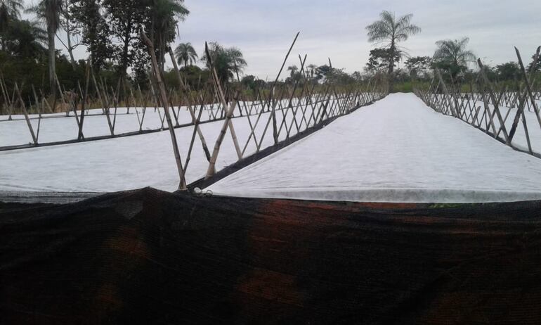 Los labriegos tomaron las medidas preventivas y pudieron salvar gran parte de sus cultivos.