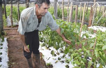 cultivos-de-hortalizas-son-atacados-por-hongos-en-la-colonia-santa-rosami-del-distrito-de-curuguaty-edulfo-franco-foto-expreso-preocupacion-211933000000-1574124.jpg