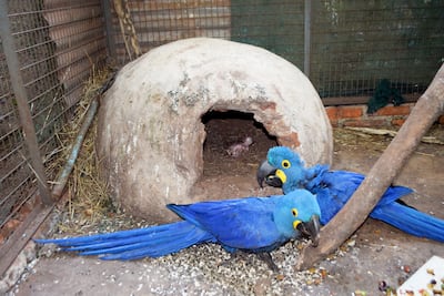 Los guacamayos azules cuidan con mucho celo a su único pichón que crece dentro de un tatakua.