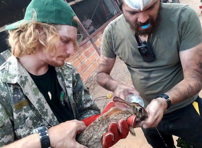 Un conejo deshidratado recibe agua. Equipo Urutau.