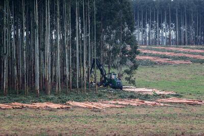 Cosecha de eucaliptos, en el predio Tarariras de Vaeza, del departamento de Colonia (Uruguay). Uruguay ha consolidado en los últimos años su producción forestal debido a que es uno de los principales exportadores de celulosa de fibra corta del mundo y hoy tiene el desafío de seguir desarrollando esta industria e ir hacia un modelo eficiente y sustentable.