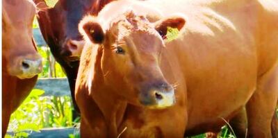 Vista de ejemplar de la Raza San Ignacio.