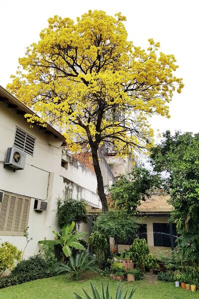 El lapacho del patio del Arzobispado de Asunción captado por el sacerdote salesiano Nilo Zárate.