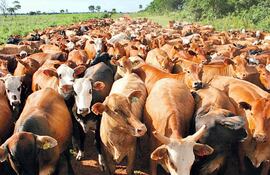 la-disminucion-del-hato-de-ganado-bovino-de-paraguay-acentua-la-menor-oferta-de-animales-en-esta-epoca--210730000000-1513996.jpg