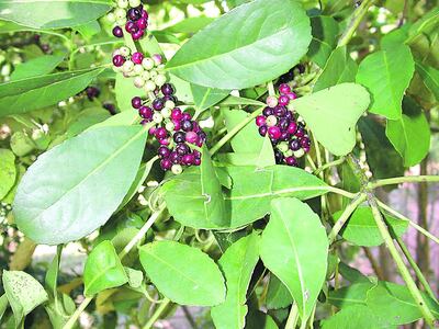 /pf/resources/images/abc-placeholder.png?d=2423