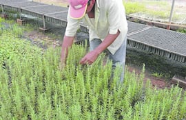cultivo-de-romero-91355000000-1523585.JPG