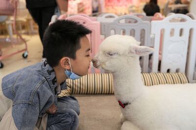 Un niño con barbijo jueva con una alpaca en un café temático en Shenyang, China.