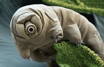 tardigrado-143642000000-1606358.jpg