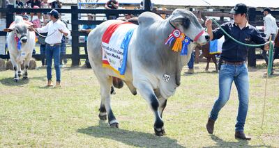 Presentación de los campeones de las razas bovinas. Los organizadores expresaron que este año se pudieron ver animales de excelente calidad genética.