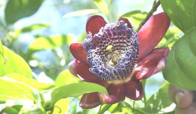 Imagen sin descripción