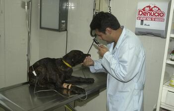 el-ejercicio-de-la-profesion-veterinaria-83529000000-1741807.jpg