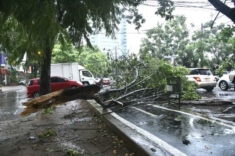 Varios árboles y ramas cayeron sobre la ciclovía de Boggiani, obstruyendo el paso.