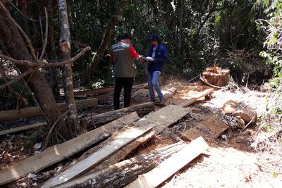 Madera aserrada preparada para ser sacada con tractores tira-
trailers para su posterior comercialización. Una intervención policial y judicial detectó el mega- operativo deforestador.