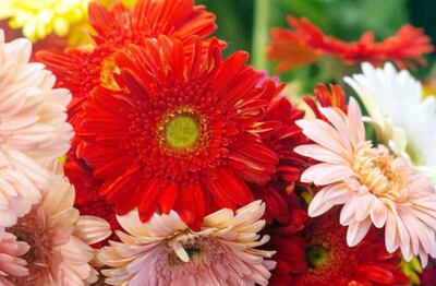 Variedad de flores están disponibles hoy y mañana, en la feria organizada en el Shopping Mariscal.