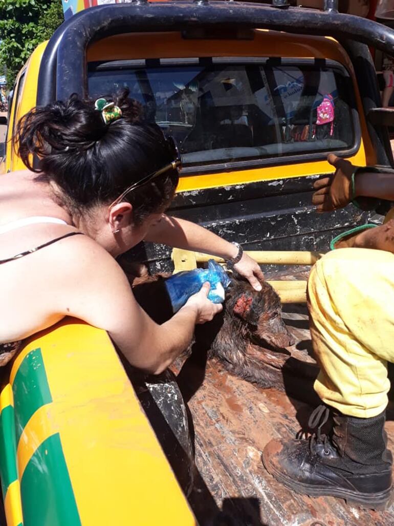 El perro presentaba una herida en una de sus orejas