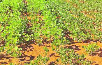 perspectivas-climaticas-para-la-agricultura-120656000000-1455172.jpg