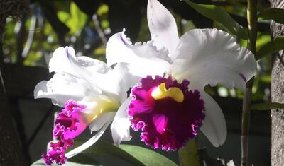 Imagen sin descripción