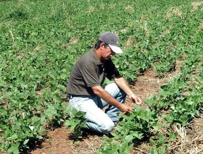 campesino en la chacra