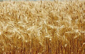 destacan-aumento-de-exportacion-del-trigo-91328000000-1817453.jpg