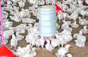 cria-y-cuidados-con-responsabilidad-85014000000-1630510.jpg
