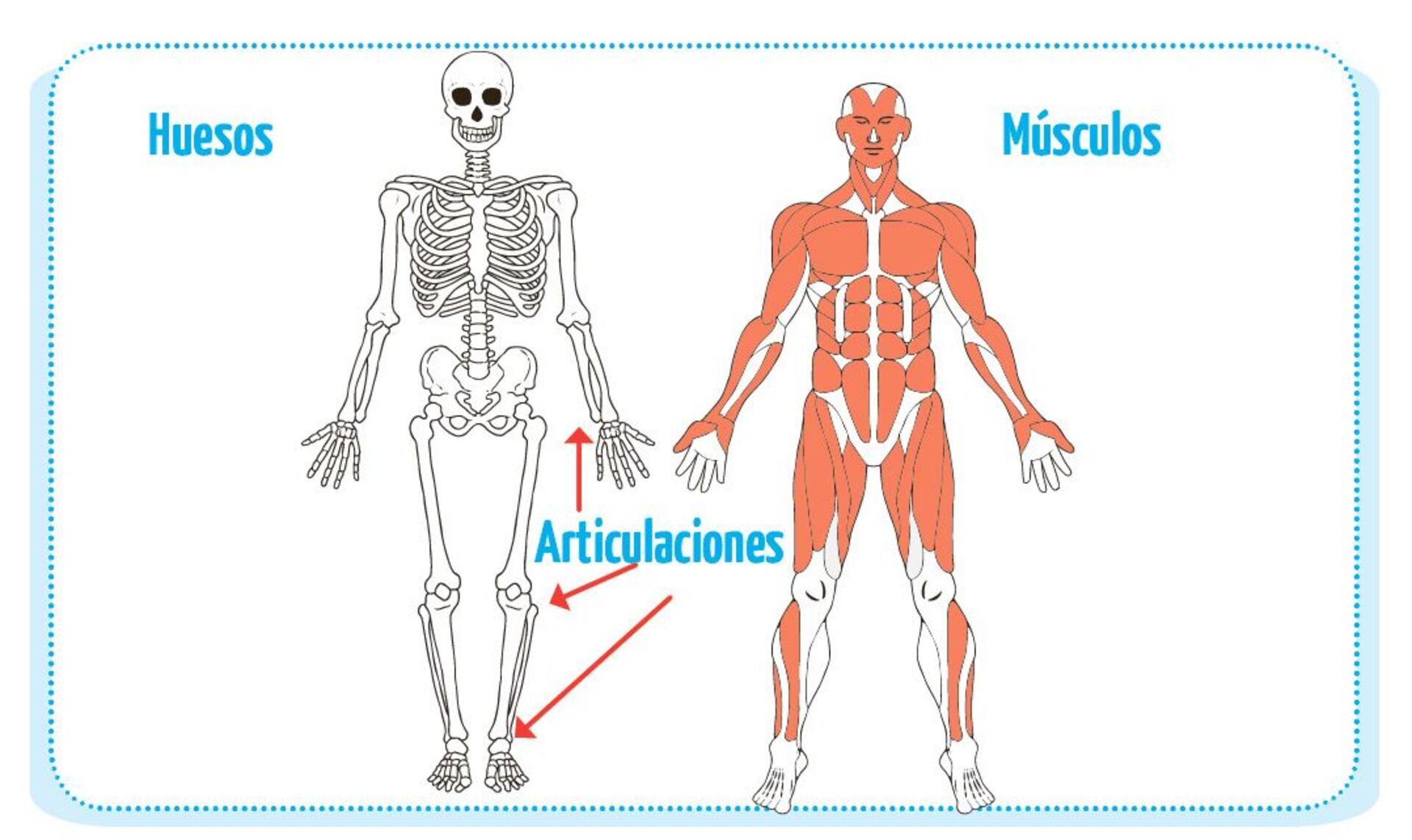 diagrama del sistema muscular para niños