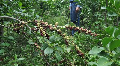 A medida que más se estudia la planta de la yerba mate, se agregan más principios nutritivos.