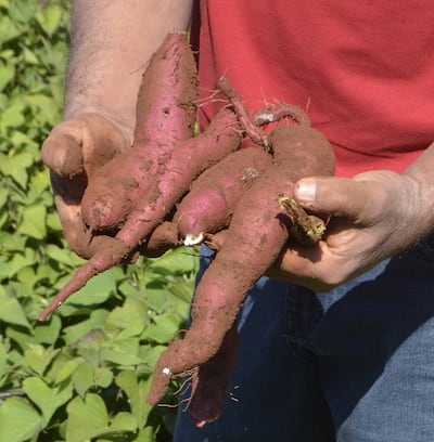 En  Paraguay existen diversas variedades de batata que pueden ser aprovechadas, sea para consumo humano, animal o para la industrialización.