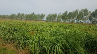 Cultivo de citronela en el distrito de Tacuaras, departamento de Ñeembucú.