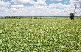 este-mes-se-iniciara-la-cosecha-masiva-de-soja-segun-anuncio-la-coordinado-ra-agricola-se-esperan-buenos-rendimien-tos-pero-los-precios-siguen-d-190532000000-1416292.jpg