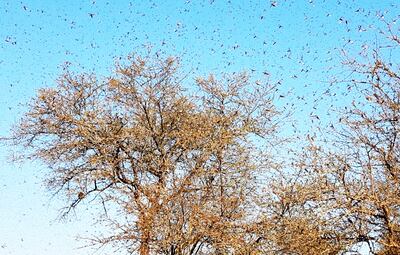 Imagen de archivo de la aparición de langostas voladoras en el Chaco, el año pasado. Se teme la reaparición en el presente periodo, debido a las condiciones favorables, dijeron en Senave.
