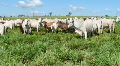 El profesional es capaz de planificar la producción agropecuaria, con miras al mejoramiento animal y de los recursos existentes en la finca.