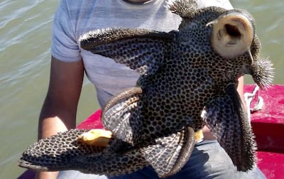 /pf/resources/images/abc-placeholder.png?d=2395