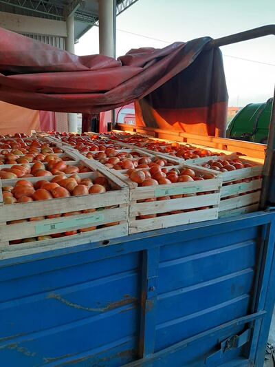 Ingreso de tomates a nuestro país