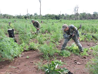Efectivos de la Senad destruyen plantas de marihuana en Yby Yaú, este miércoles.